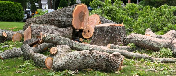 Large Tree Removal in Sun City West
