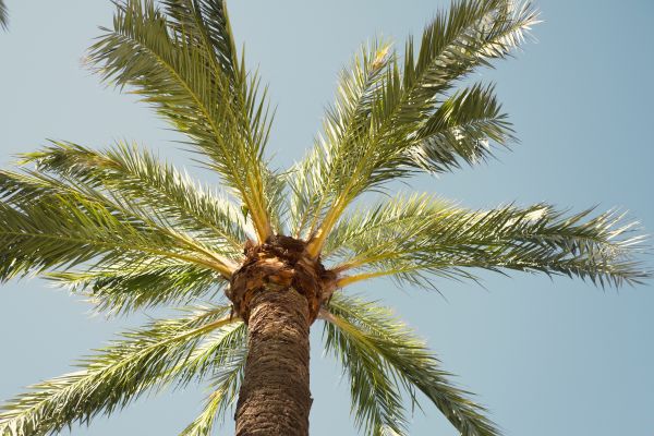 Palm Tree Removal in Sun City West
