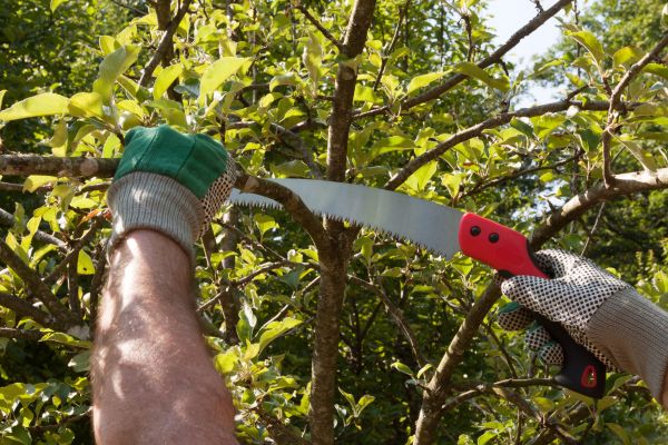 Small Tree Removal in Sun City West