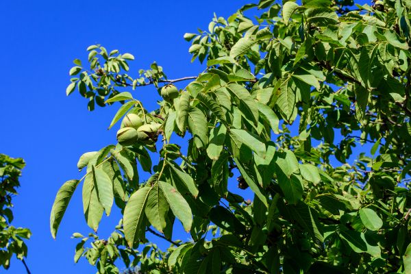 Walnut Tree Removal in Sun City West