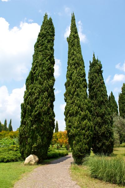 Cypress Tree Removal in Sun City West
