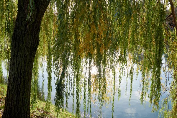Willow Tree Removal in Sun City West