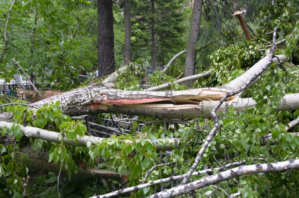Birch Tree Removal in Sun City West