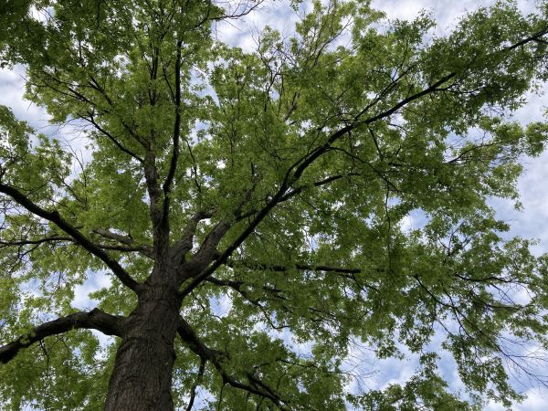 Oak Tree Removal in Sun City West