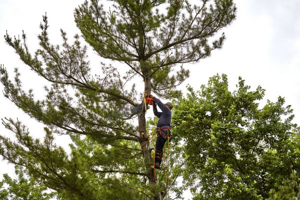 Pine Tree Removal in Sun City West