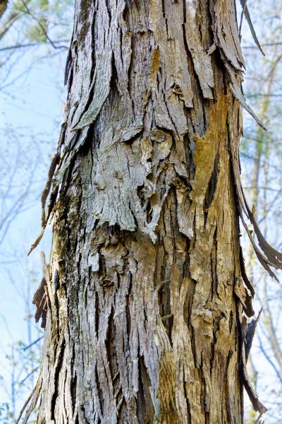 Hickory Tree Removal in Sun City West