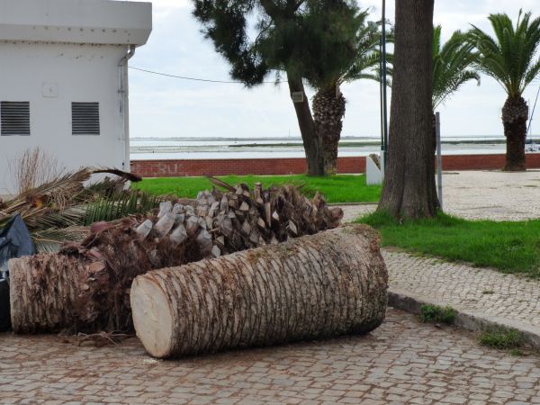 Palm Trees Removal in Sun City West