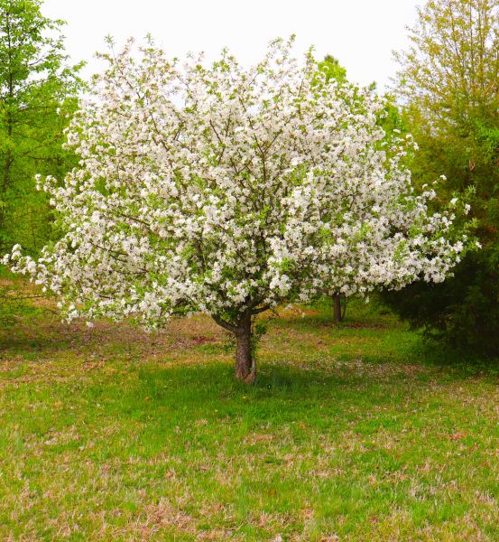 Dogwood Tree Removal in Sun City West
