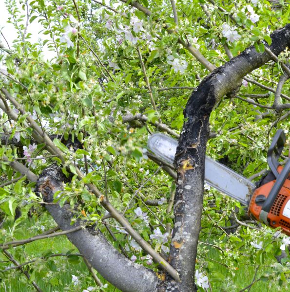Apple Tree Removal in Sun City West