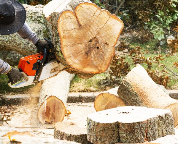 Tree Removal Service in Sun City West
