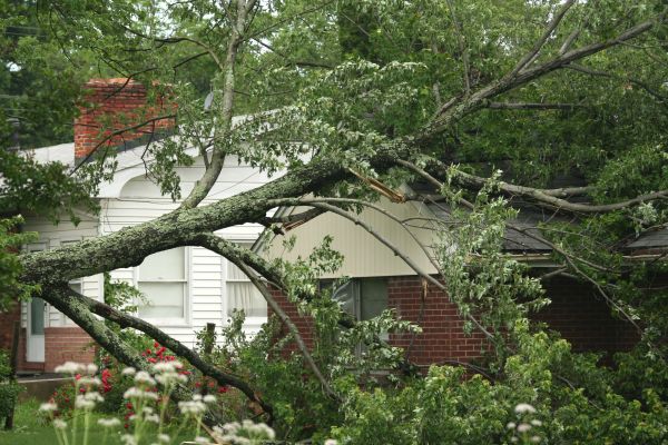 Emergency Tree Removal in Sun City West