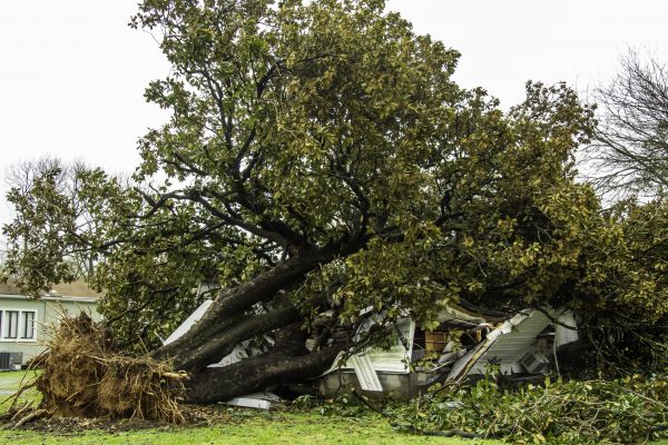 Fallen Tree Removal in Sun City West