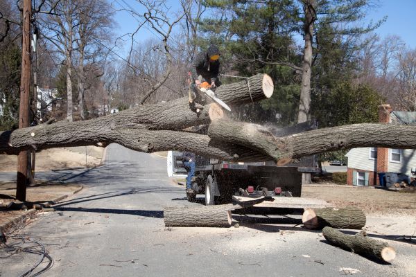 Residential Tree Removal in Sun City West