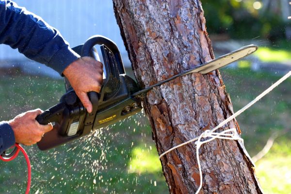 Dead Tree Removal in Sun City West