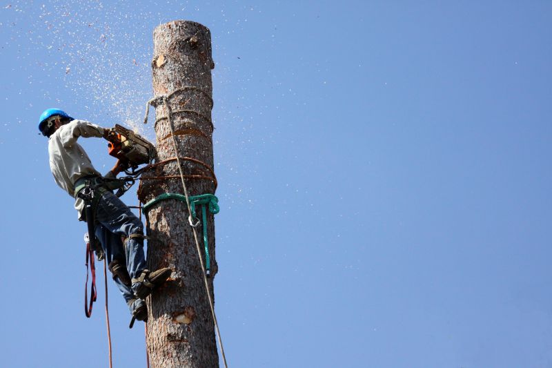 Tree Cutting in Action