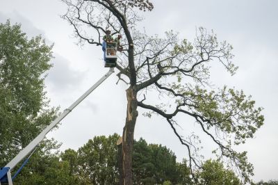 Emergency Tree Removal in Progress