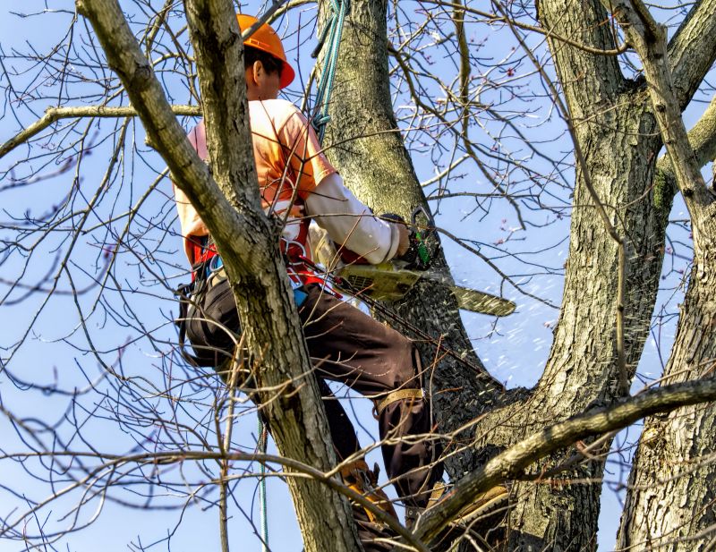 Tree Cutting in Action