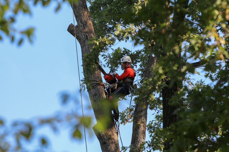 Expert Tree Removal in Sun City West