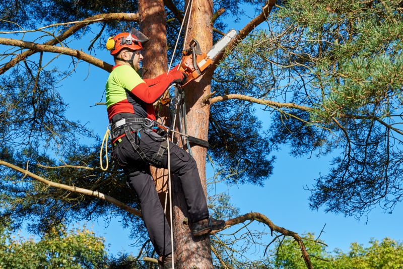 Emergency Tree Removal