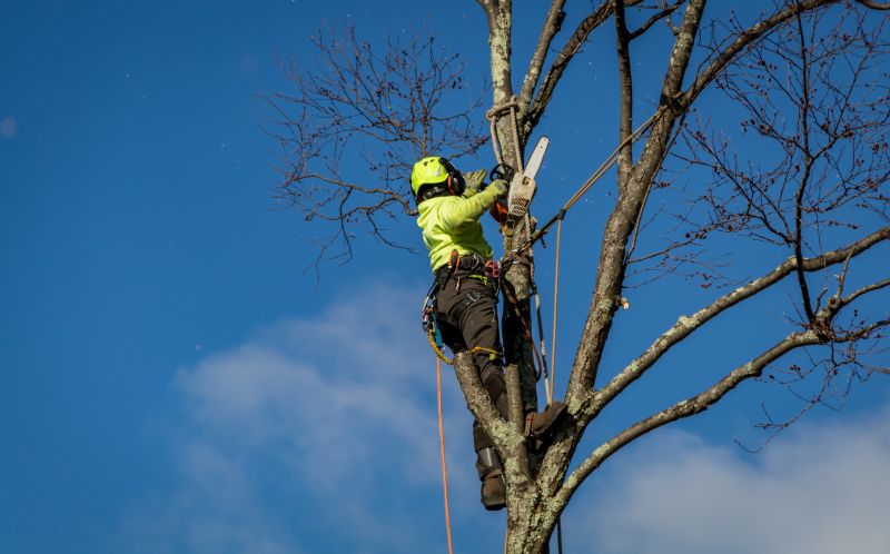 Tree Removal Planning