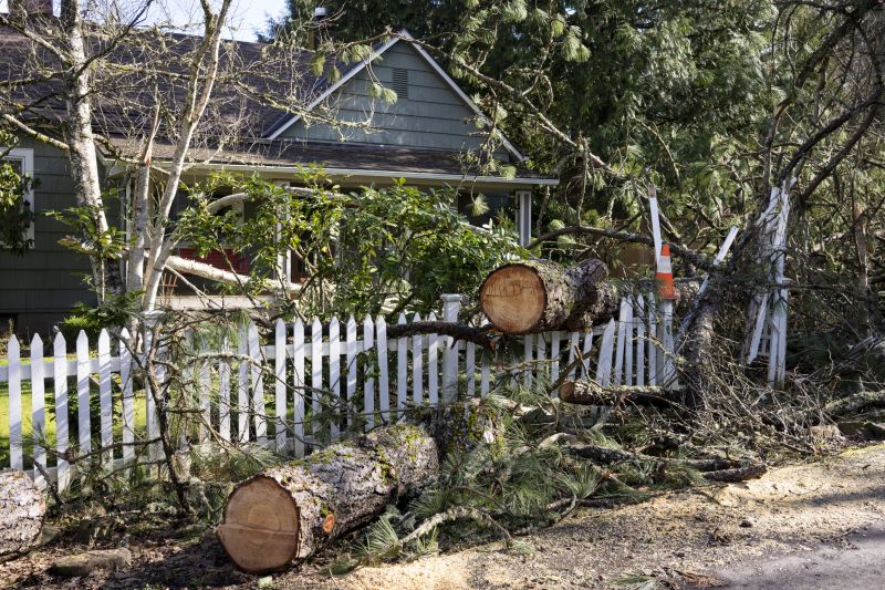 Willow Tree Removal